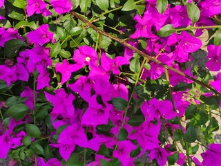 Pink flowers of a plant,Flores de color rosa de una planta