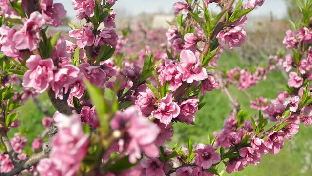 Beautiful pink flowers of a peach tree blooming in spring. Rich colorful pink colors and green foliage of peach fruit trees. Blooming orchard. Fruit growing and honey production