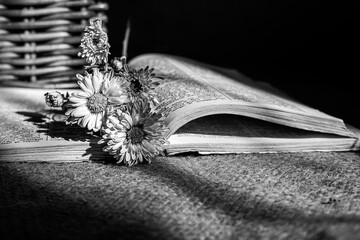 Close up of beautiful flower on book