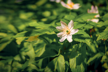 Macro view of white Anemone flower on green meadow. First plants in the spring forest. Attractive morning scene of woodland glade in March with. Beautiful floral background. Long focus picture. - 787833450