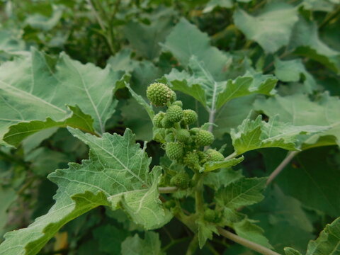 Xanthium strumarium. Its other names rough cocklebur, clotbur, common cocklebur, large cocklebur and woolgarie bur. This plant fruits has many medicinal properties.