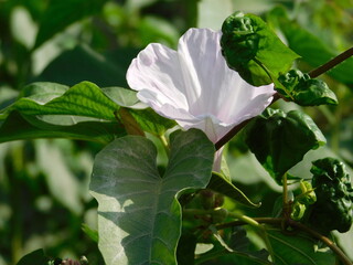 Ipomoea violacea is a perennial species of Ipomoea that occurs throughout the world with the...