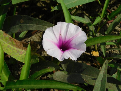 Ipomoea aquatica (Morning glory) flower blooming on green leaves in the garden closeup.