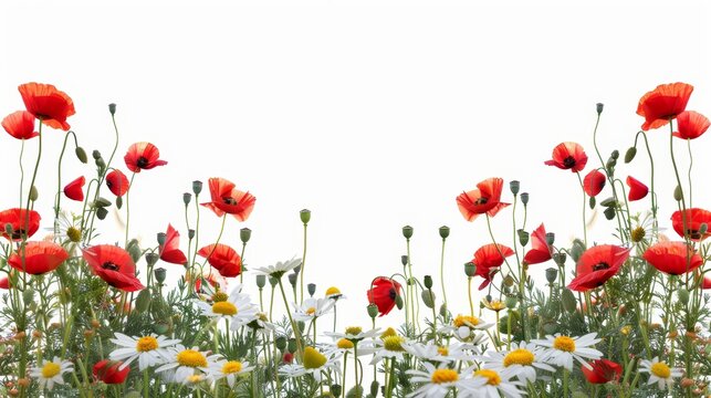 An image with a white background and chamomile and poppies in red