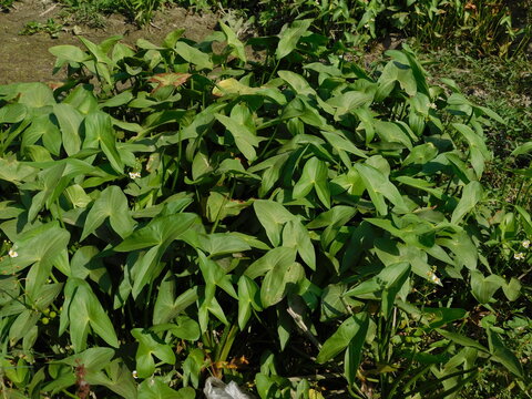 plant called Common arrowhead, Sagittaria sagittifolia