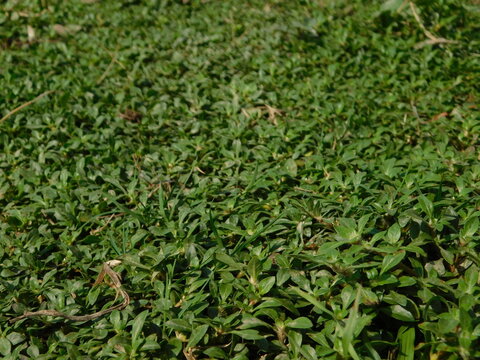 Alternanthera sessilis is an aquatic plant known by several common names, including ponnanganni, ponnaganti aaku, Mukunuwenna, sessile joyweed and dwarf copperleaf.