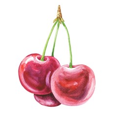 Bunch of cherry berries isolated on white background hand drawn watercolor illustration