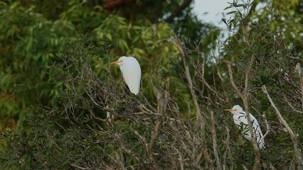 Two non-breeding Cattle Egret -Ardea ibis- birds perched thick bushes flies away soft morning light