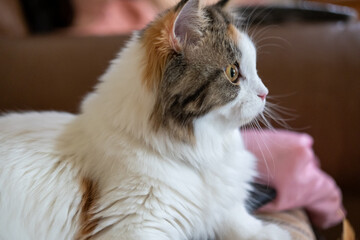 Close up, side view of cute fluffy white cat. Mixed breed cat between Maine Coon and Scottish Fold.