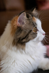Fototapeta premium Close up, side view of cute fluffy white cat. Mixed breed cat between Maine Coon and Scottish Fold.