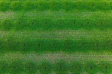 Newly planted lavender fields, Konya, Türkiye