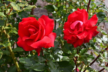 red roses in garden