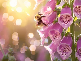 Fotobehang Bumblebee alights on a radiant foxglove against a dreamy, sun-kissed bokeh. © Allen Stoner
