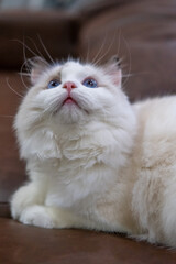 Cute, fluffy Ragdoll cat looking up, asking for attention. 5 months old