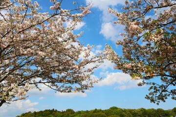 春の青空と満開の桜　穏やかな風景