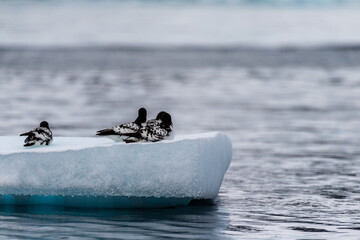 Close-up of four Cape Petrels - Daption capense- resting on an iceberg near Danco Island, on the Antarctic Peninsula