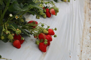 strawberries