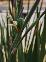 Seeds of a plant in the garden, Semillas de una planta en el jardín

