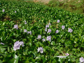 Pontederia crassipes, formerly Eichhornia crassipes, commonly known as common water hyacinth is an aquatic plant