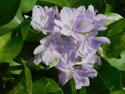 Pontederia crassipes, formerly Eichhornia crassipes, commonly known as common water hyacinth is an aquatic plant