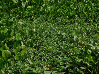 Obraz premium Eceng gondok, Water hyacinth flowers (Eichhornia crassipes), water flower