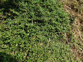 Alternanthera sessilis is an aquatic plant known by several common names, including ponnanganni, ponnaganti aaku, Mukunuwenna, sessile joyweed and dwarf copperleaf.