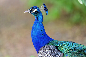 Fototapeta premium Beautiful Peacock in Various Action