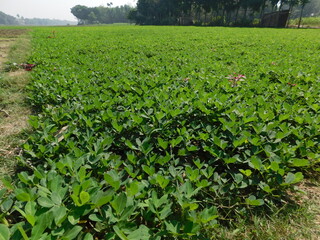 peanut, also known as the groundnut, goober, pindar, or monkey nut, and taxonomically classified as Arachis hypogaea, is a legume crop grown mainly for its edible seeds in the Indian village