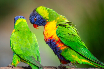 The rainbow lorikeet is a species of parrot found in Australia. It is common along the eastern seaboard, from northern Queensland to South Australia. Its habitat is rainforest, coastal bush and woodla