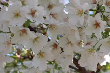 white cherry blossom