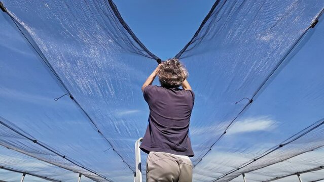  Farmer installing anti hail netting on a agricultural farm for protecting fruits, vegetables and crops from severe weather conditions.