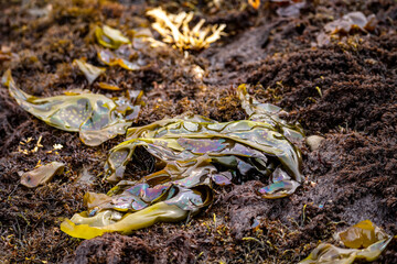 Iridescent Algae (Mazzaella flaccida) on the shore of the Pacific Ocean at low tide, Fitzgerald...