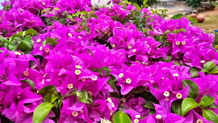 Beautiful purple bougainvillea flowers with green leaves. Purple bougainvillea blooming.