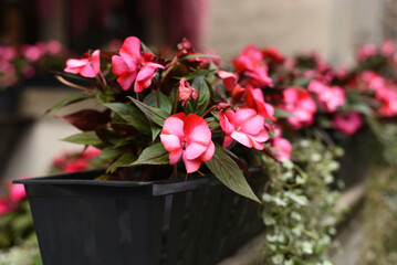 Pink flowers in a flowerpot