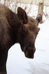 winter wild young moose animal