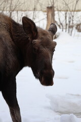 winter wild young moose animal