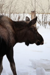winter wild young moose animal