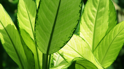 Large leaves of garden plants