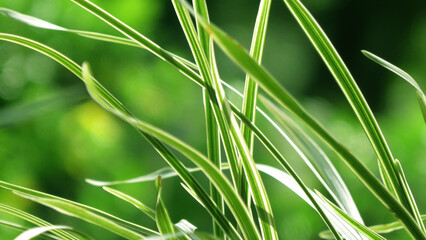 Beautiful leaves of grass plants shines in the light