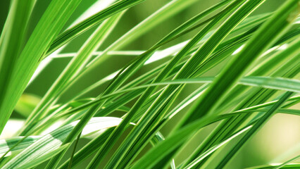 Beautiful leaves of grass plants shines in the light