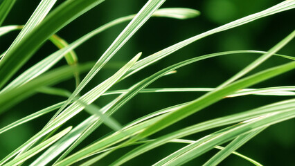 Beautiful leaves of grass plants shines in the light