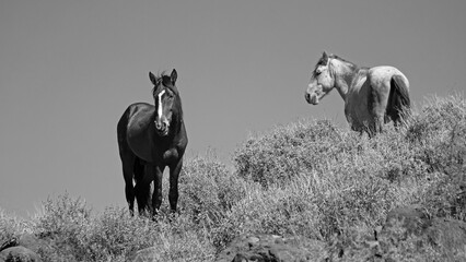 Dark bay and dapple gray stallions on desert hillside in the Salt River wild horse management area...