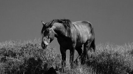 Lone dark sorrel wild horse stallion in the Salt River desert area near Scottsdale Arizona United...