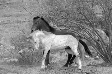 Black and white view of white horse wild stallion striking out while fighting another stallion in...