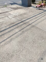 Small breed brown dog walking in the city, Perro de color café de raza pequeño paseando en la ciudad
