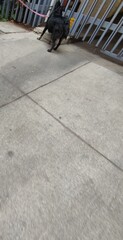 Black dog walking in the city,,Perro de color negro paseando en la ciudad
