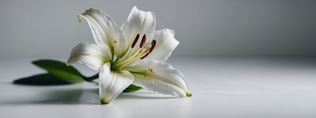 Fototapeta na wymiar white flower on blue background | white lily flower