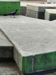 Closeup of a black colored bird is standing in the park,Acercamiento de  un pájaro de color negro...