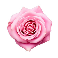 A pink rose flower head SVG isolated against a transparent background