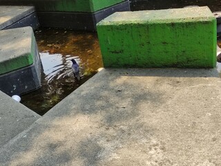 Black bird bathing in the fountain,P&aacute;jaro de color negro ba&ntilde;&aacute;ndose en la fuente
